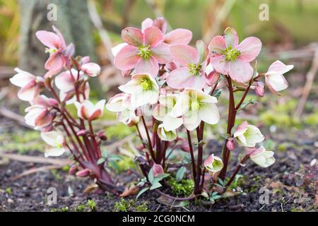 Rosa und weiße Winterrose, Weihnachtsrose oder Hellebore, Helleborus Niger Pflanze wächst in einem Garten, Großbritannien Stockfoto