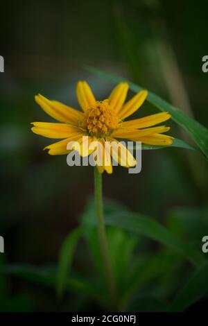 Makro-Details der Sommer Schwefel Cosmos Blume. Stockfoto