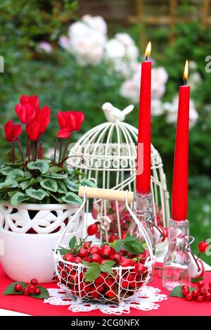 Herbstgartendekoration in rot und weiß mit Hagebutten Im Korb und Kerzen Stockfoto