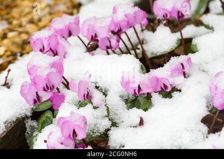 Schneebedeckte Cyclamen Coum oder östliche Sowbread Pflanzen in Blüte, Großbritannien Stockfoto