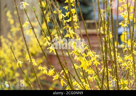 Forsythia x intermedia goldrush oder goldrausch in einem Garten, UK Stockfoto