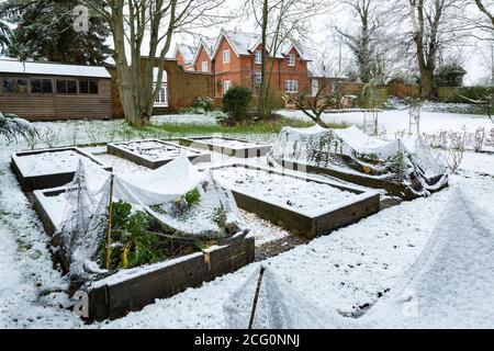 Winter Gemüsegarten mit Schnee bedeckt mit hölzernen Hochbetten, Großbritannien Stockfoto