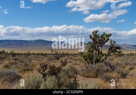 Kaktuspflanzen wachsen in der Landschaft von Nevada, Nevada, in der Nähe von Death Valley, USA Stockfoto