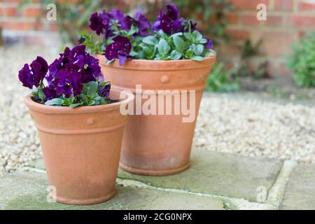 Stiefmütterchen Blumen, lila Stiefmütterchen, Winter bis Frühling blühende Stiefmütterchen Rüschen Pflanzen in Gartentöpfen auf einer Terrasse, Großbritannien Stockfoto