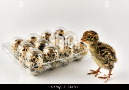 Baby Wachtel neben einer Plastikbox voll mit Eiern Stockfoto