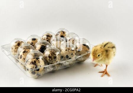 Baby Wachtel neben einer Plastikbox voll mit Eiern Stockfoto