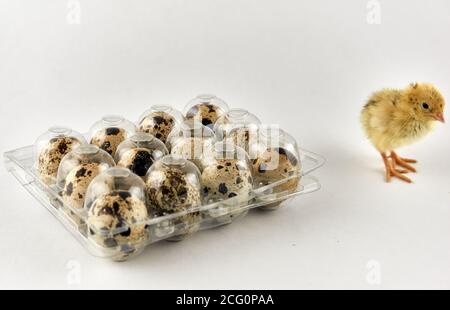 Baby Wachtel neben einer Plastikbox voll mit Eiern Stockfoto