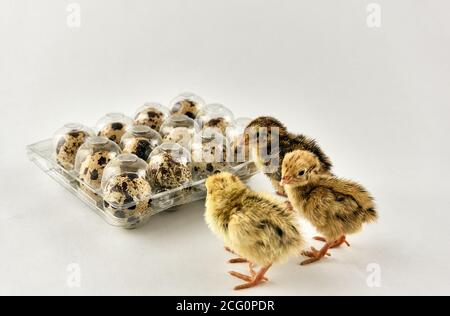 Baby Wachteln neben einer Plastikbox voll mit Eiern Stockfoto