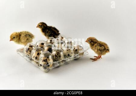 Baby Wachteln neben einer Plastikbox voll mit Eiern Stockfoto