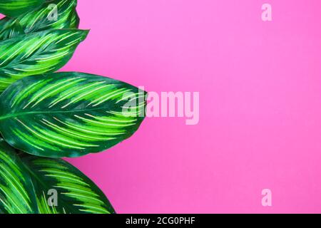Blick auf grüne einzigartige strukturierte Blätter tropischer exotischer Pflanzen (calathea roseoptica Medaillon) Auf hellrosa Hintergrund mit Platz für Text kopieren Stockfoto