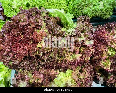 Nahaufnahme von isolierten italienischen frischen rohen Lollo rosso und bionda Salat auf dem deutschen Markt Stockfoto