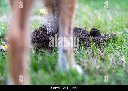 Hund riecht auf einem Maulwurfhügel, Nahaufnahme Stockfoto