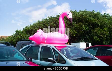 Große rosa Schwan Boje an einem Auto befestigt Stockfoto