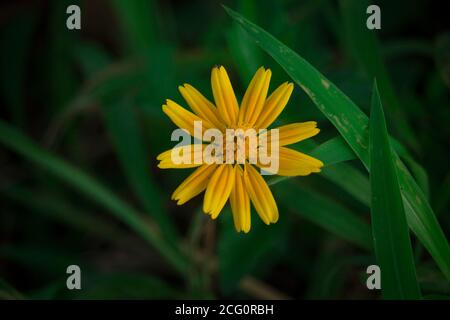 Makro-Details der Sommer Schwefel Cosmos Blume. Stockfoto