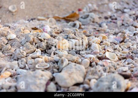 Viele bunte Muscheln liegen am Sandstrand in Dubai, Vereinigte Arabische Emirate. Stockfoto