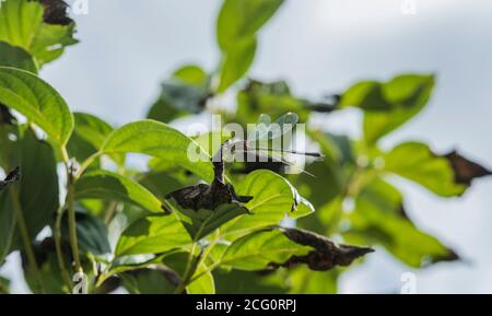 Barching Willow Smaragd (Chalcolestes viridis oder Lestes viridis, wenn Sie es vorziehen) Stockfoto