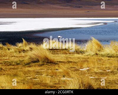 Atemberaubende wilde Schönheit der Laguna Canapa, Siloli Wüste, Altiplano, Bolivien. Flamingo im Mineralsee. Unglaublich Wildnis schöne Landschaft. Stockfoto