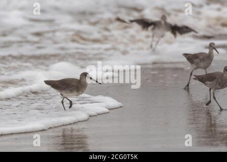 Die Instinkte übernehmen die Marine Willet-Vögel, die sich alle von der Flutwelle des schäumenden Wassers auf dem nassen Sand zurückziehen. Stockfoto