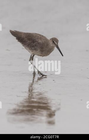 Instinkte übernehmen für marine Willet Vogel auf der Suche nach dem nassen Sand für Beweise für eine potenzielle untergetauchte Mahlzeit. Stockfoto