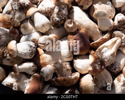 Textur mit Steinpilzen aus dem Wald Stockfoto