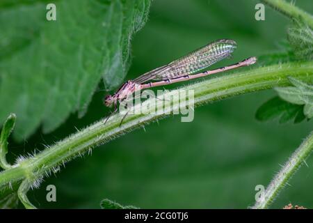 Eine ungewöhnliche rosa gefärbte Damselfliege, entweder eine unreife weibliche Gemeine Blaue Damselfliege, Enallagma cyathigerum oder Blauschwanzdamselfliege, Ischnura elegans Stockfoto