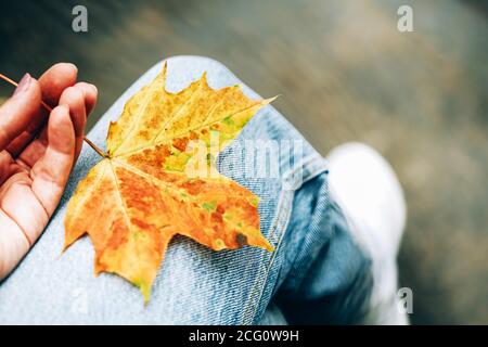 Orange Ahornblatt auf einem Mädchenbein in blauer Jeans. Herbststimmung. Stockfoto