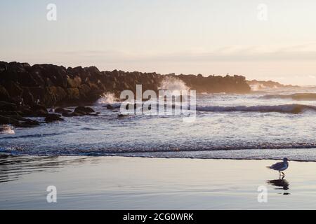 Lone Seagull am Ocean Beach mit Wellen auf Rocky Ausbissen bei Sonnenuntergang Stockfoto