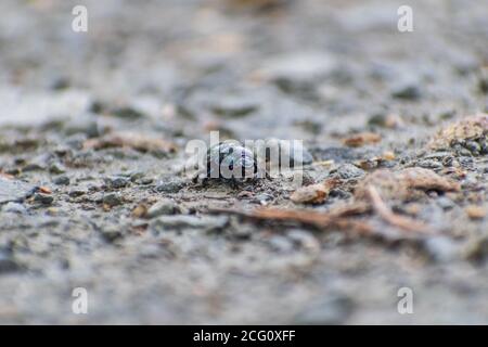 Ein Foto eines Dor Käfer (Anoplotrupes stercorosus) auf einem Waldweg. Stockfoto