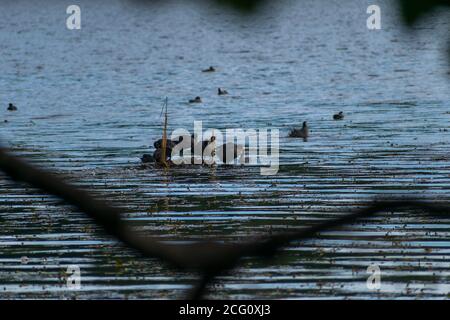 Eine Gruppe von Blässhühner (Fulica atra), die auf einer winzigen Insel inmitten eines Sees sitzen. Stockfoto