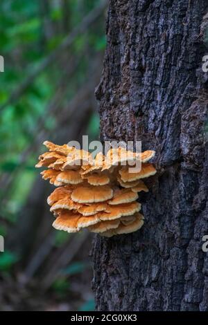 Ein Foto von Waldhuhn (Laetiporus sulfureus) Pilz, der auf einem Baumstamm in einem Wald wächst. Stockfoto