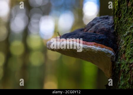 Rotbänderpolypore (lateinisch Fomitopsis pinicola) ein Stammzerfallspilz gegen einen Baum. Die Art ist in der gemäßigten nördlichen Hemisphäre verbreitet Stockfoto