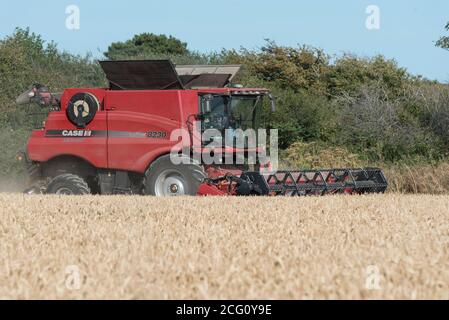 Mähdrescher schneiden Weizen. Hayling Island, Hampshire Großbritannien Stockfoto