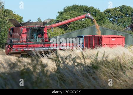 Mähdrescher schneiden Weizen. Hayling Island, Hampshire Großbritannien Stockfoto