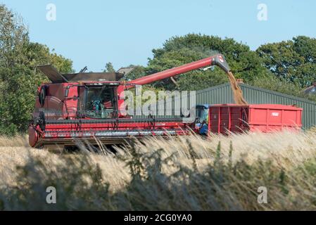 Mähdrescher schneiden Weizen. Hayling Island, Hampshire Großbritannien Stockfoto