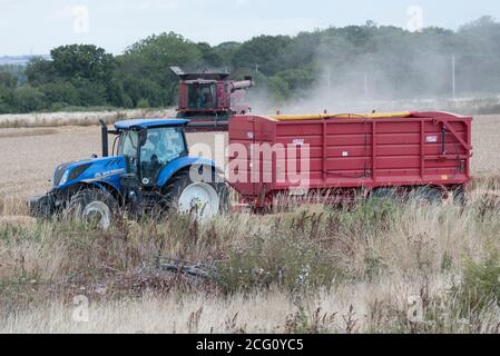 Mähdrescher schneiden Weizen. Hayling Island, Hampshire Großbritannien Stockfoto