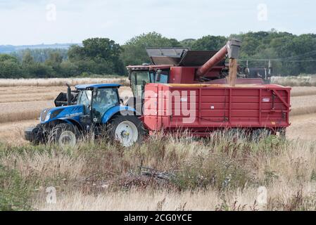 Mähdrescher schneiden Weizen. Hayling Island, Hampshire Großbritannien Stockfoto