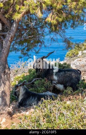 griechische Ziegen, die sich vor der Sonne im Schatten unter einem Baum auf der griechischen Insel Zante, zakynthos, griechenland schützen. Stockfoto