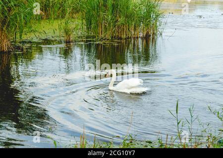 Weißer Schwan, der allein in einem Teich schwimmt, der von Grün umgeben ist Gras Stockfoto