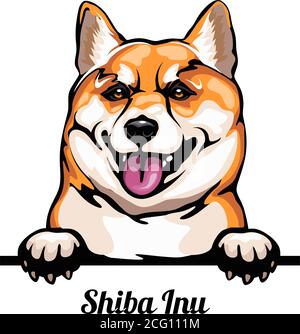 Kopf Shiba Inu - Hunderasse. Farbbild eines Hundekopfes isoliert auf weißem Hintergrund Stock Vektor