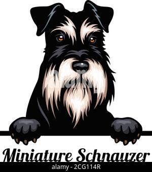 Kopf Miniatur Schnauzer - Hunderasse. Farbbild eines Hundekopfes isoliert auf weißem Hintergrund Stock Vektor