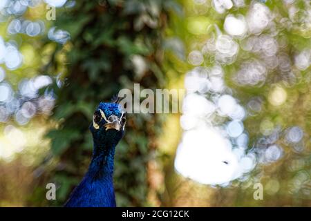 Saint Cyr en Talmondais, Frankreich. August 2020. Pfau im Parc Floral et Tropical de la Court d'Aron in Saint Cyr en Talmondais, Frankreich. Stockfoto