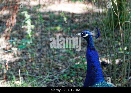 Saint Cyr en Talmondais, Frankreich. August 2020. Pfau im Parc Floral et Tropical de la Court d'Aron in Saint Cyr en Talmondais, Frankreich. Stockfoto