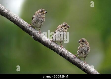 Goldfinken Männchen und Weibchen tun luftgetragenen Fetzen über Nahrung Stockfoto