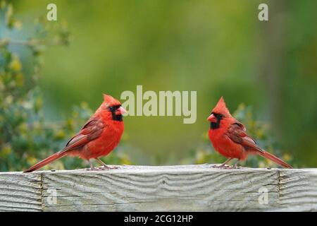 Nördlichen Kardinal männlich Stockfoto