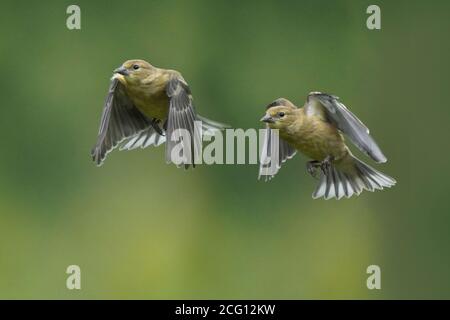 Goldfinken Männchen und Weibchen tun luftgetragenen Fetzen über Nahrung Stockfoto