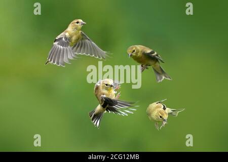 Goldfinken Männchen und Weibchen tun luftgetragenen Fetzen über Nahrung Stockfoto