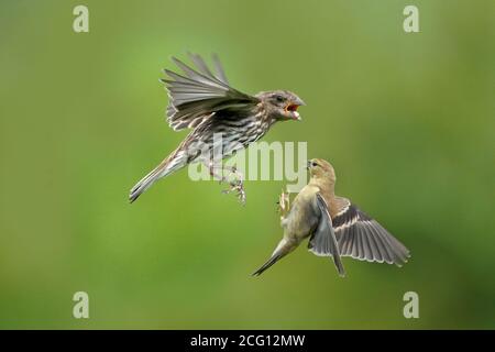 Goldfinken Männchen und Weibchen tun luftgetragenen Fetzen über Nahrung Stockfoto