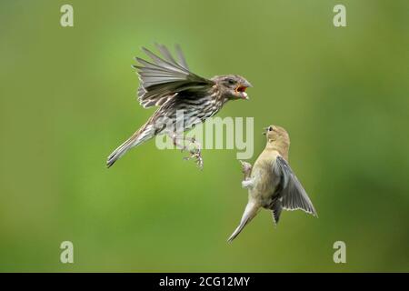 Goldfinken Männchen und Weibchen tun luftgetragenen Fetzen über Nahrung Stockfoto