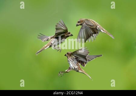 Goldfinken Männchen und Weibchen tun luftgetragenen Fetzen über Nahrung Stockfoto