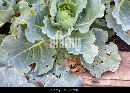 Kohl Krankheiten. Die Raupen fraßen die Kohlwurmblätter. Stockfoto